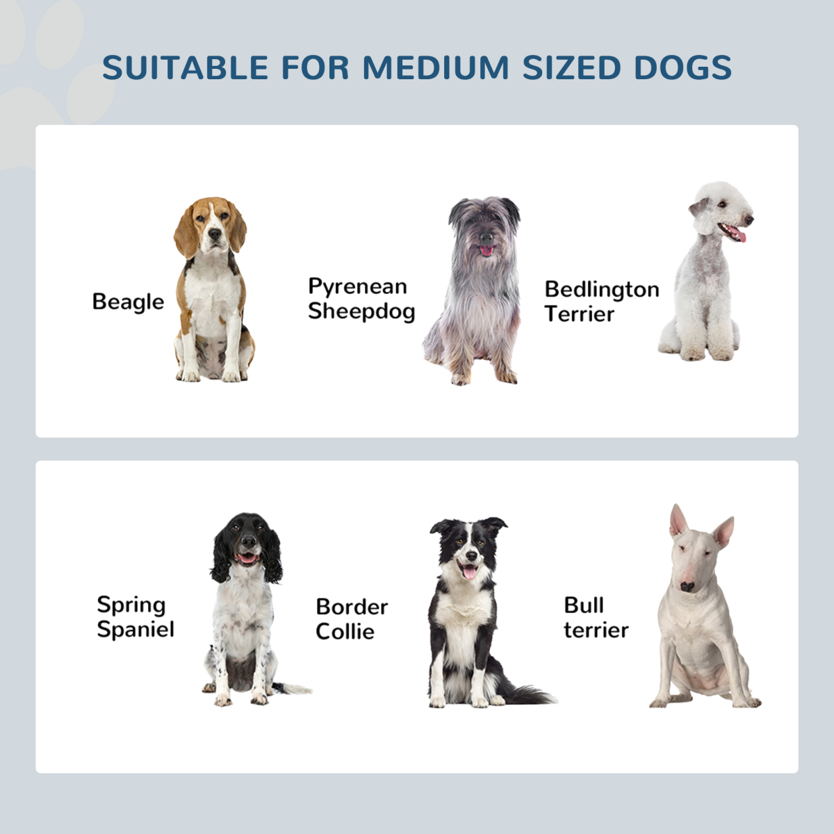 Raised Stainless Steel Pet Feeder for Dogs & Cats